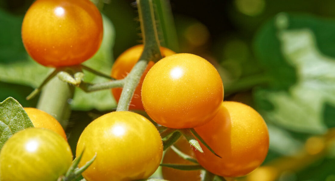 Arrell Global Food Innovation Awards 2023