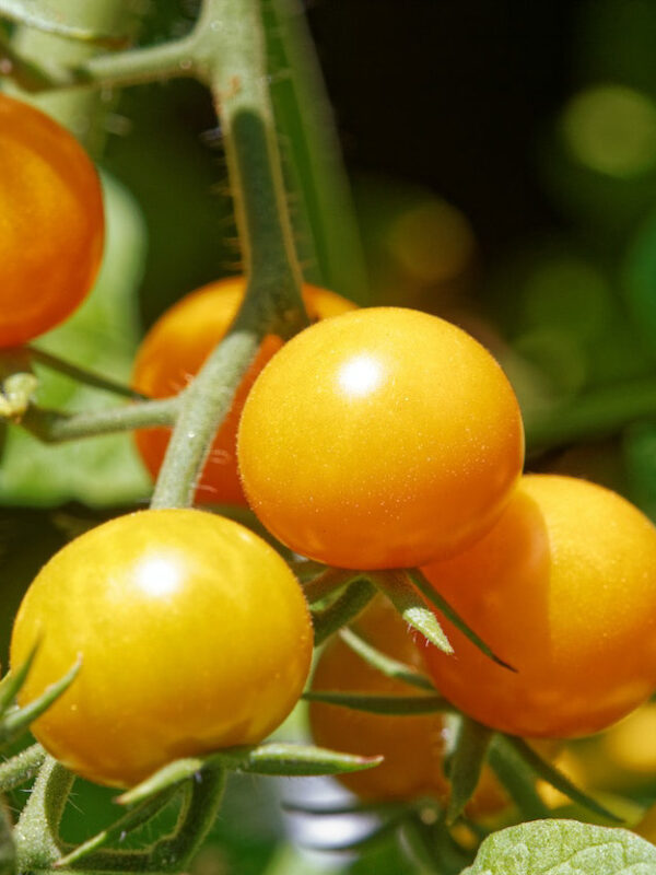 Arrell Global Food Innovation Awards 2023