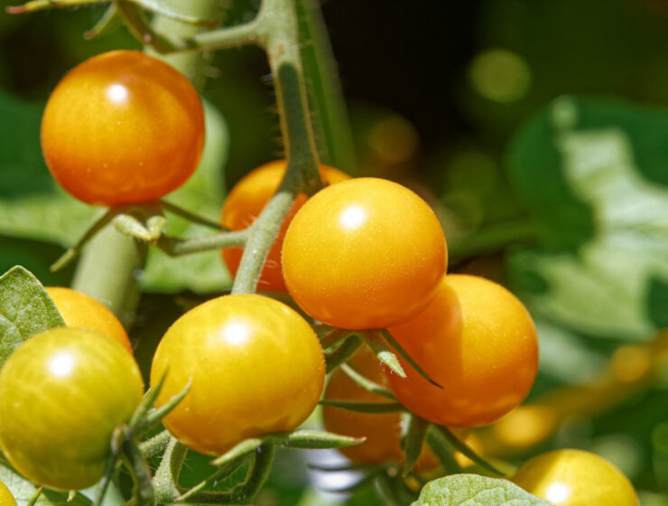 Arrell Global Food Innovation Awards 2023