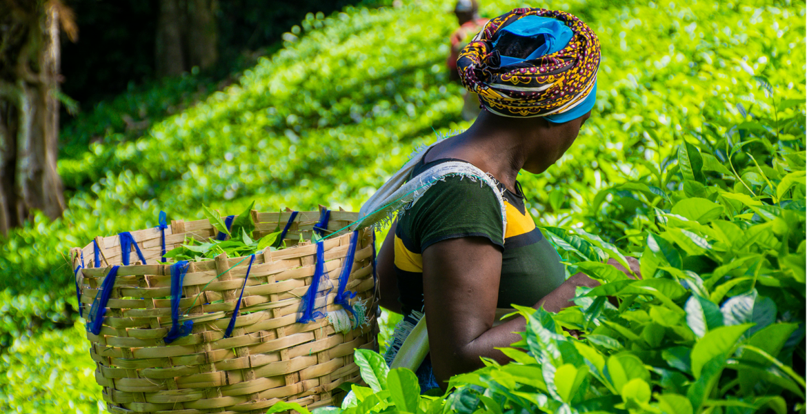 Africa’s Agricultural Reset: The Decade That Will Decide