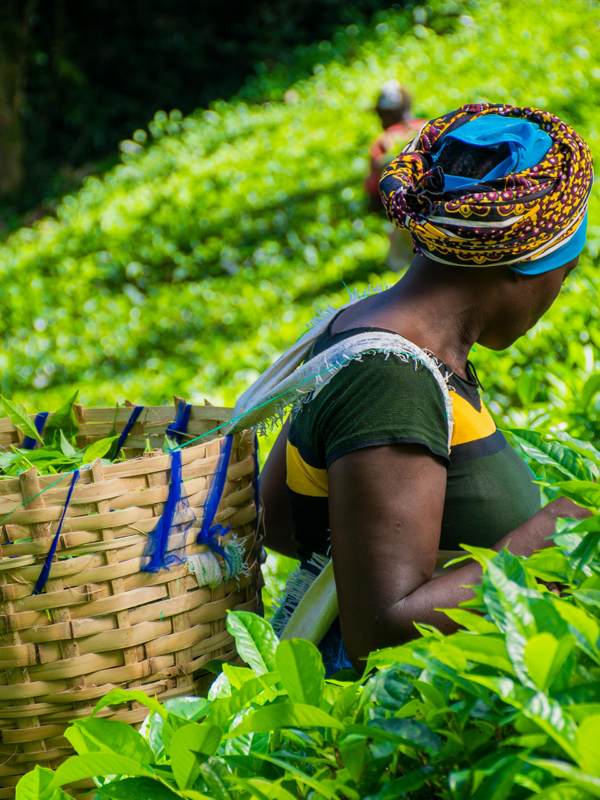 Africa’s Agricultural Reset: The Decade That Will Decide