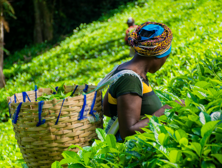 Africa’s Agricultural Reset: The Decade That Will Decide