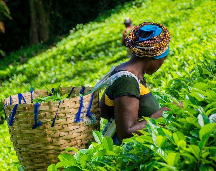 Africa’s Agricultural Reset: The Decade That Will Decide