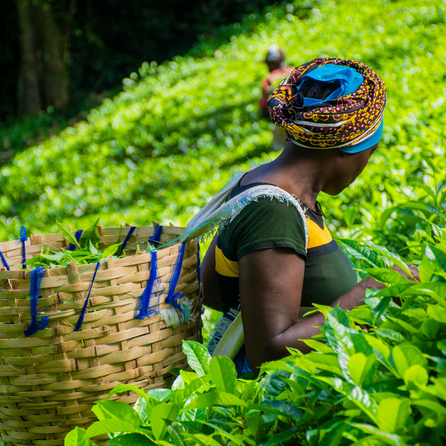 Africa’s Agricultural Reset: The Decade That Will Decide