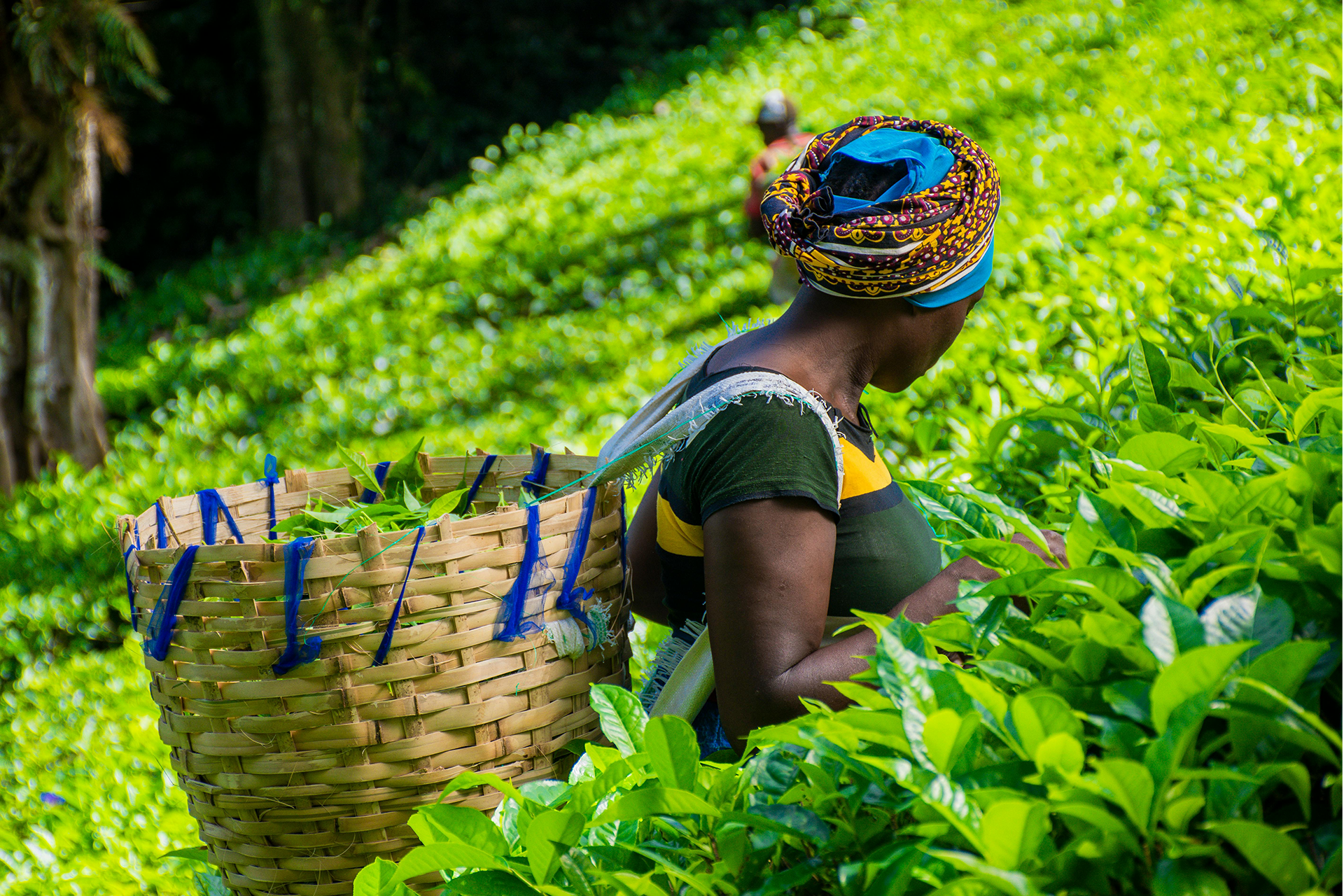 Africa’s Agricultural Reset: The Decade That Will Decide